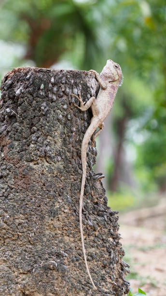 istock Lizard Climbing Tree - Useful for wildlife education, natural habitat documentation, or ecology-themed designs 2185658561