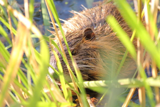 istock A coypu resting in lush reeds. 2185658794