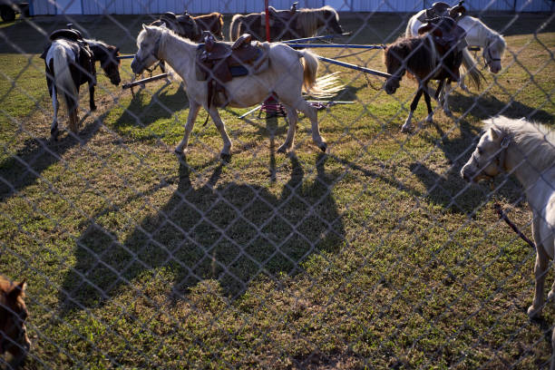 Little boy feeding a pony outdoors