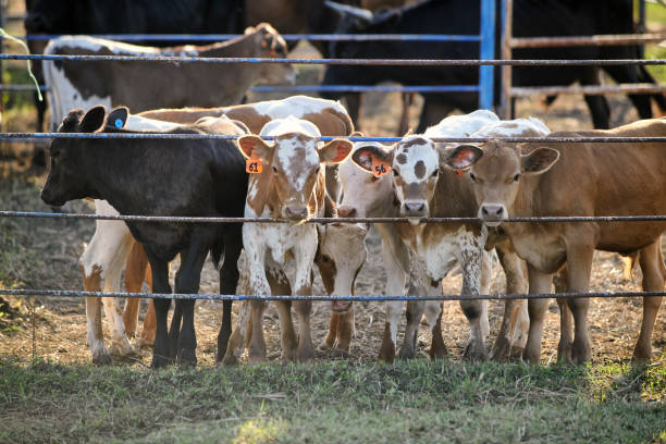 A group of calves with ear tags in Naples, Texas, United States