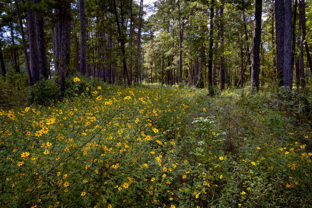Yellow wildflowers and pine trees in Ratcliff, Texas, United States