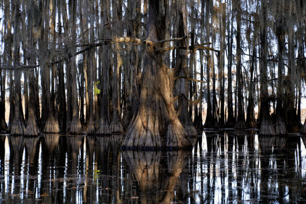 istock Giant Cypress Tree on Caddo Lake 2185662695