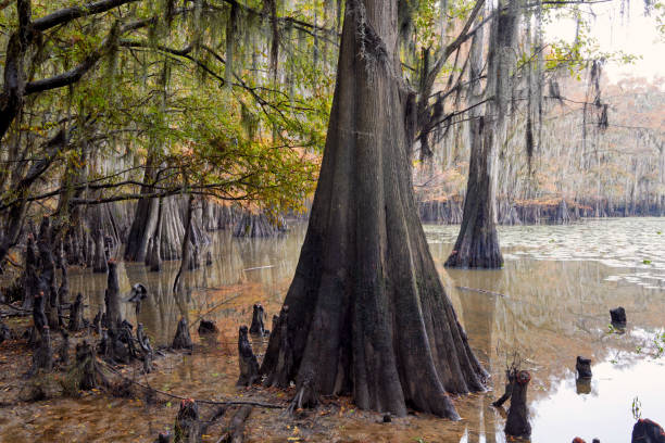 istock Cypress trees fall color on Caddo Lake 2185662738