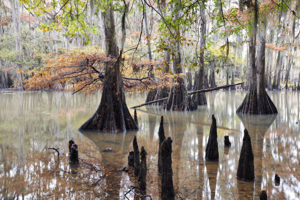 istock Cypress trees fall color on Caddo Lake 2185662741