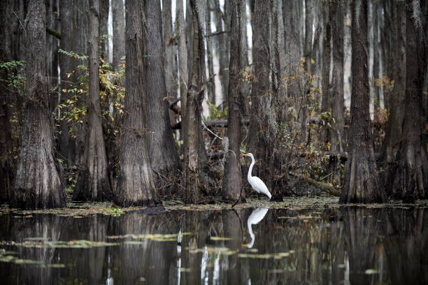 white egret on Caddo Lake in Uncertain, Texas, United States