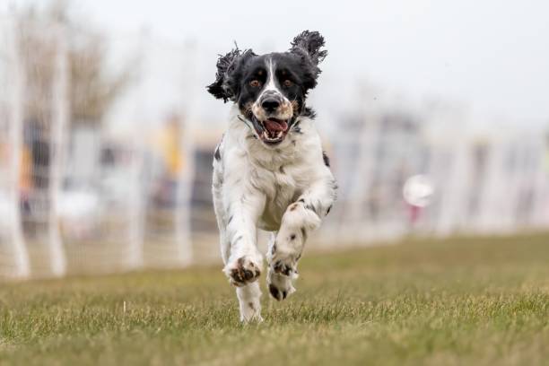 istock English Springer Spaniel Running Lure Course Sprint Dog Sport 2185662891