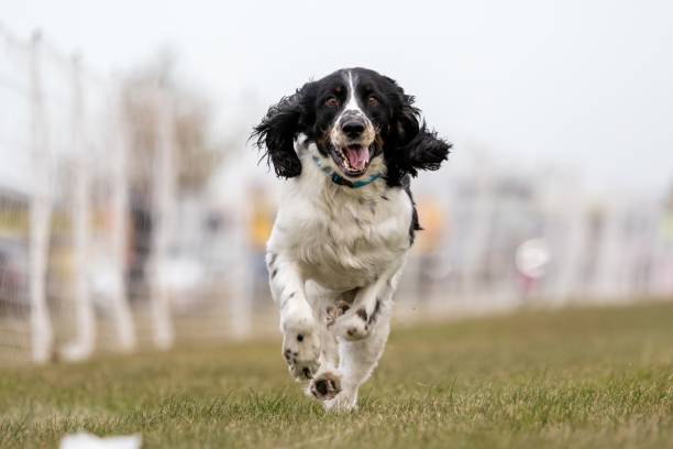 istock English Springer Spaniel Running Lure Course Sprint Dog Sport 2185662893
