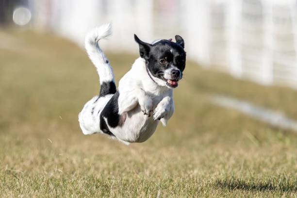 A lively brown dog jumping over an agility hurdle in a green outdoor setting, showcasing energy and movement.