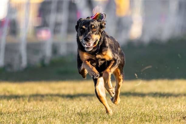 istock All American Mixed Breed Mutt Lure Course Sprint Dog Sport 2185662928