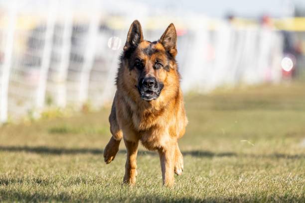istock German Shepherd Running Lure Course Sprint Dog Sport 2185662941