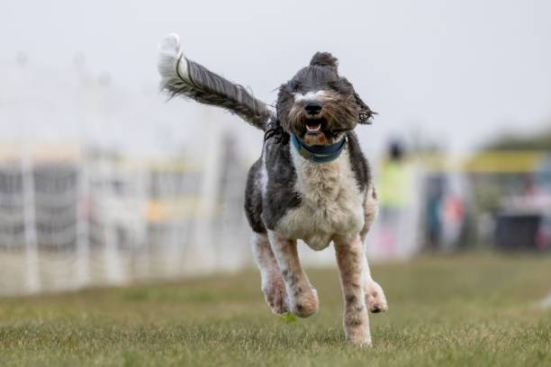 istock Sheepadoodle Poodle Mixed Breed Running Lure Course Sprint Dog Sport 2185663012