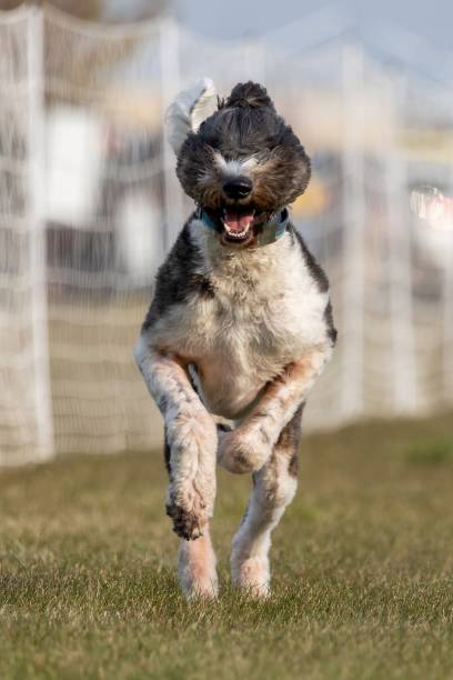 istock Sheepadoodle Poodle Mixed Breed Running Lure Course Sprint Dog Sport 2185663016
