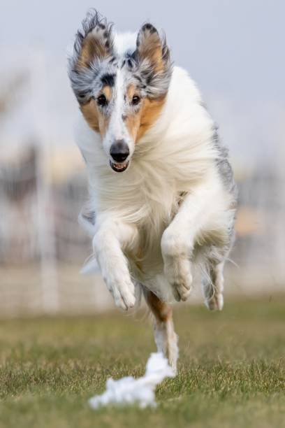 istock Merle Rough Collie Running Lure Course Sprint Dog Sport 2185663038
