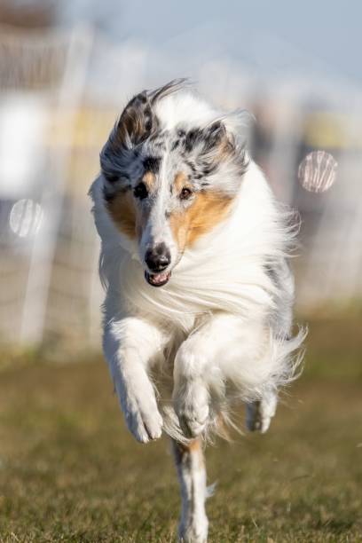 istock Merle Rough Collie Running Lure Course Sprint Dog Sport 2185663040