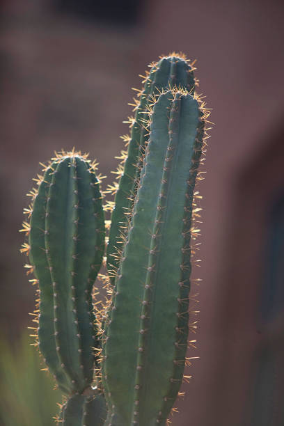 Close-up of tall cacti with backlit spines in soft light in Palm Springs, California, United States