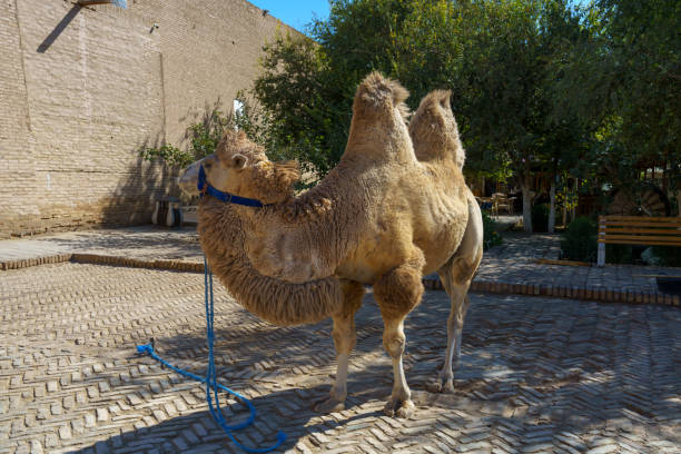 istock A camel is standing in front of a building with a blue leash 2185663960