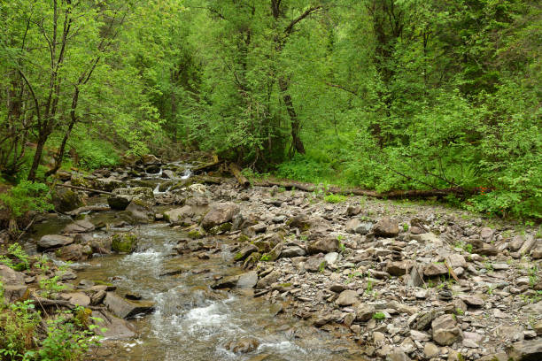 A small turbulent stream with rocky banks flows down from the mountains through the summer forest after rain. Tevenek River (Third River), Altai, Siberia, Russia.
