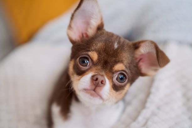 Adorable chihuahua puppy relaxing on soft blanket
