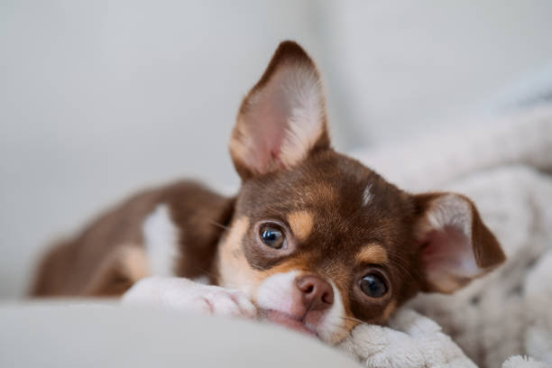 istock Adorable chihuahua puppy relaxing on soft blanket 2185665303