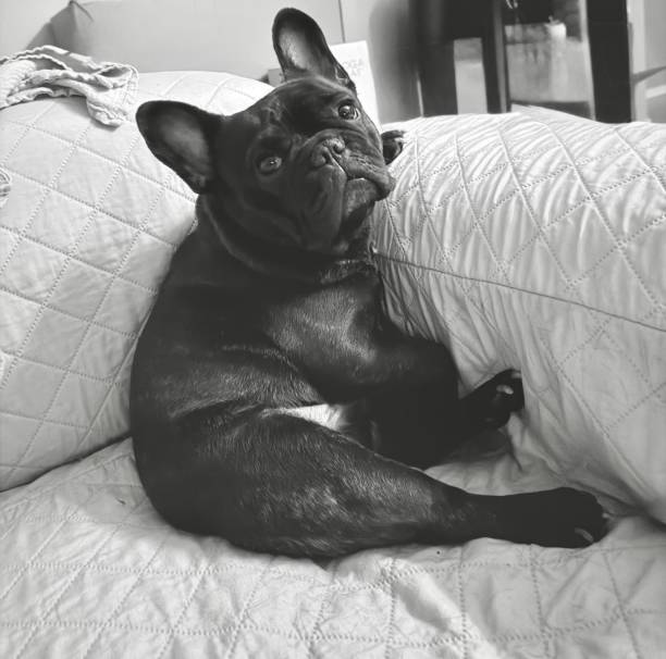 istock Scooby The French Bull Dog 2185667847