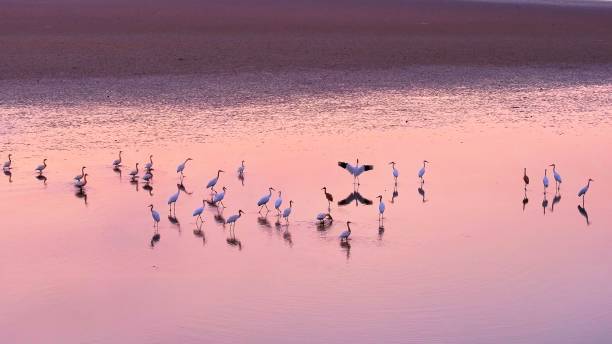 istock A flock of migratory birds, white cranes, sunset 2185670578