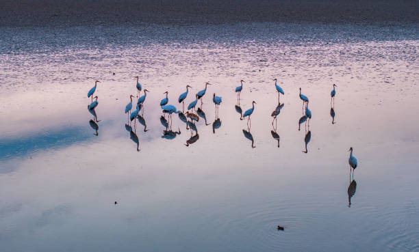 istock A flock of migratory birds, white cranes, sunset 2185670933