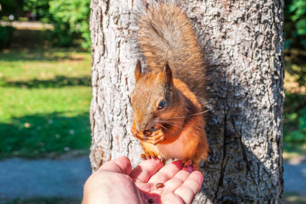 istock A squirrel in the autumn eats nuts from a human hand. Eurasian red squirrel, Sciurus vulgaris 2185672864