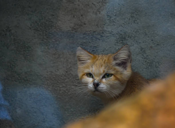 Close-up of a sand cat resting against a wall