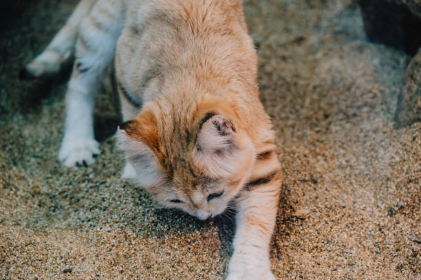 Close-up of a sand cat resting against a wall