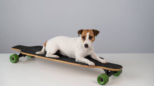 istock Dog jack russell terrier posing on a longboard in front of a white background. 2185673650