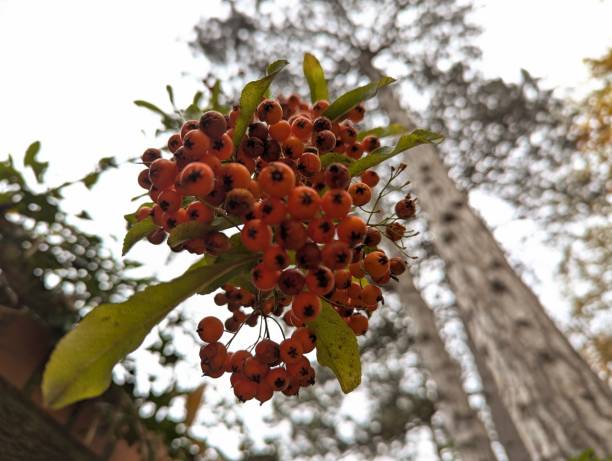 istock View from below a cluster of Pyracantha berries 2185674566