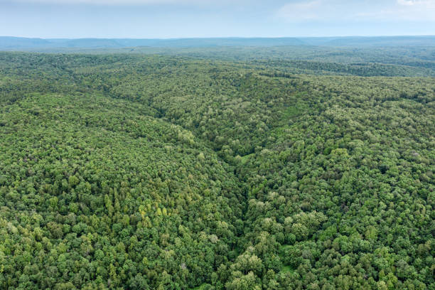 istock The Southern Urals, mixed mountain forest in summer. Aerial view. 2185675492