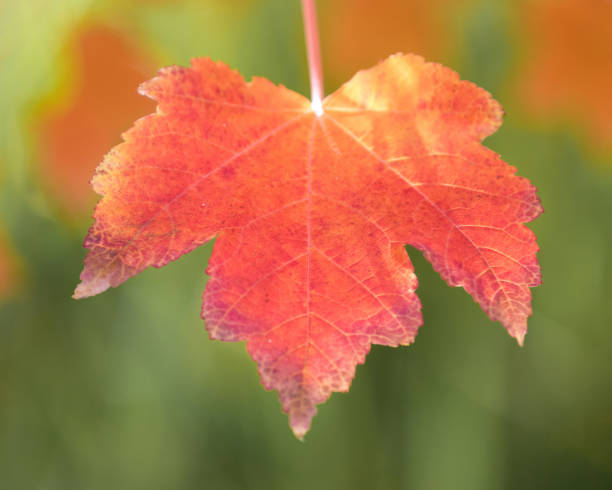 istock Acer rubrum 'Autumn Blaze' Red Maple Leaf Hanging 2185677004