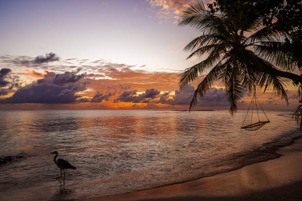 istock Maldivian tropical paradise beach and dramatic sky during the sunrise 2185677293