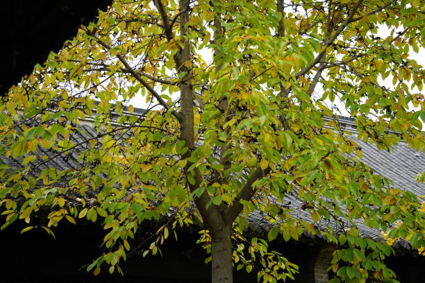 istock Trees in the corners of a Chinese garden 2185677652
