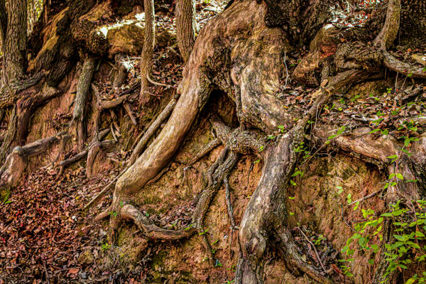 istock Intricate Tree Roots in a Woodland Setting – Organic Nature Scene 2185677878