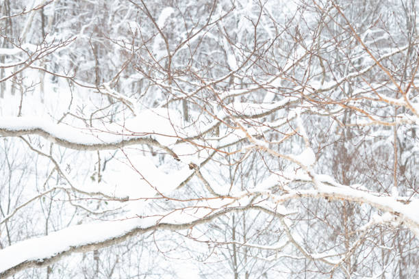A tangle of birch tree branches covered in ice and snow in winter