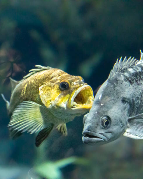 Colorful tropical fish swimming in a large aquarium