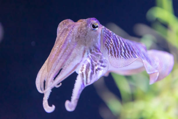 Colorful cuttlefish swimming in a large aquarium tank