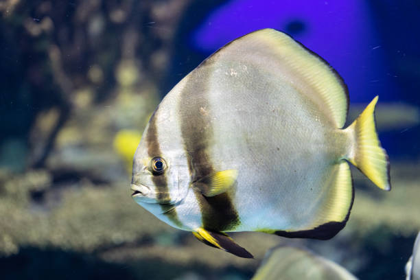 Colorful tropical fish swimming in a large aquarium