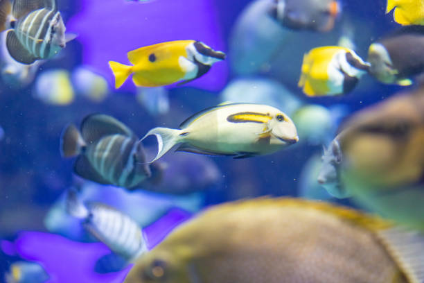 Colorful tropical fish swimming in a large aquarium