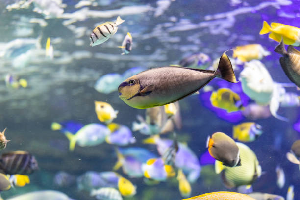 istock Colorful tropical fish swimming in a large aquarium 2185679640