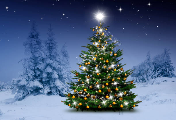 istock Christmas tree in the fir forest at n 2185679748