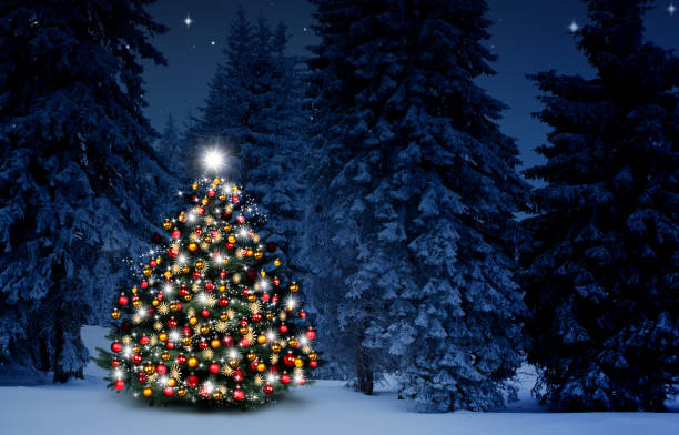 istock Christmas tree in the fir forest at n 2185679752