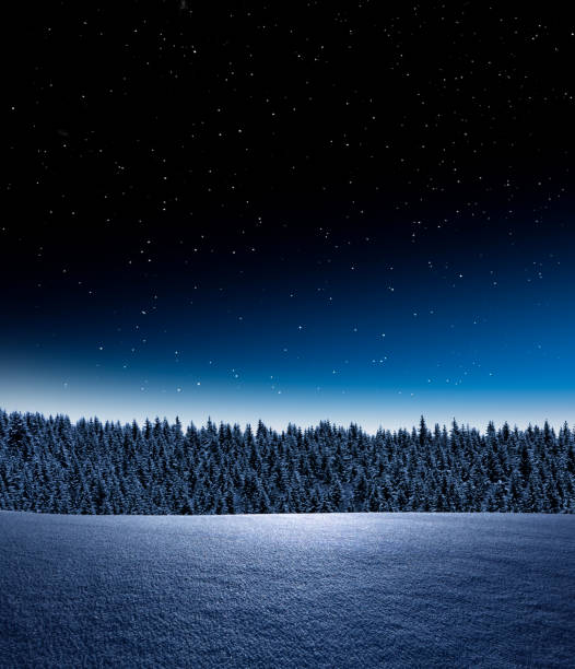 A winter forest with stars in the sky