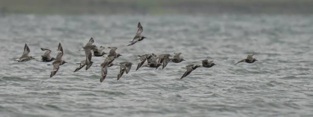istock Oystercatchers flying over water 2185680794