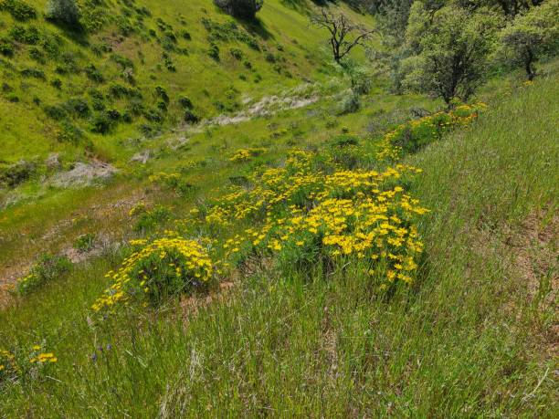 istock Mt Diablo Sunflowers blooming in the spring 2185680818