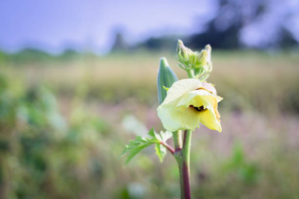 A close-up image of okra flowers and fruits, also known as gumbo or lady's finger, set against a blurred background. The vibrant yellow flowers and green okra pods highlight the plant's growth stages.