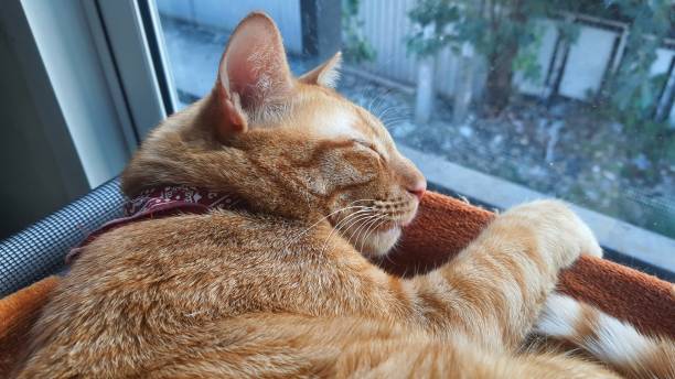 istock An orange cat wearing a red collar is sleeping by the window. 2185683326
