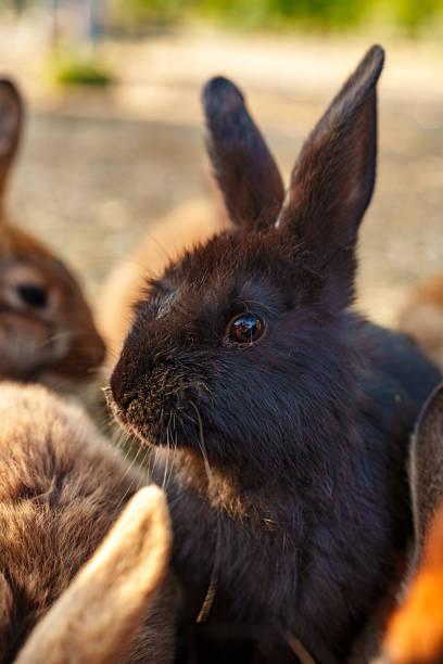 istock Brown rabbit stands among a group of other rabbits in a sunny outdoor setting 2185683685
